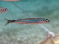 Atherina hepsetus Cres.JPG