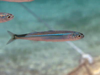 Atherina hepsetus Cres.JPG