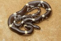 Barred wolf snake.jpg