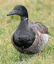 Branta bernicla -Keyport, New Jersey, USA-8.jpg