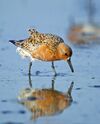 Calidris-canutus.jpg
