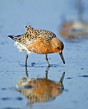Calidris-canutus.jpg