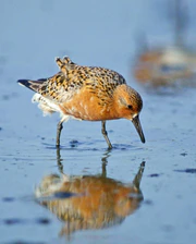 Calidris-canutus.jpg