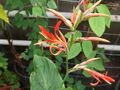 Canna paniculata