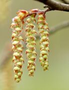 Carpinus betulus flower-002.jpg