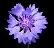 Centaurea cyanus 02 ies.jpg