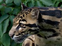 Clouded leopard, Cat Survival Trust (4903773455).jpg