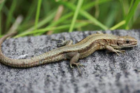 European Common Lizard (Zootoca vivipara) (8619734512).jpg