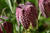 Fritillaria-meleagris-blomst.JPG