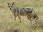 Golden wolf, Serengeti.jpg