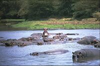 Ippopotami Lake Manyara Park.jpg