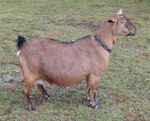 Kinder goat standing.jpg