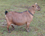 Kinder goat standing.jpg