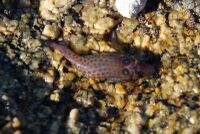 Lepadogaster lepadogaster.jpg