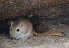 Meriones meridianus in Mongolia.jpg
