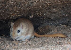 Meriones meridianus in Mongolia.jpg