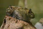 Octodon degus BG.jpg
