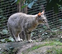 Parc des Felins Chat de Gordoni 28082013 2.jpg