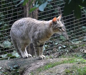 Parc des Felins Chat de Gordoni 28082013 2.jpg