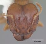 Pheidole megacephala casent0104408 head 1.jpg