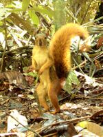 Sciurus spadiceus (Peru).jpg