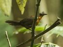 Slaty Bristlefront - REGUA - Brazil S4E2722 (12811497594).jpg