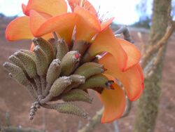 Starr 030731-0034 Erythrina sandwicensis.jpg