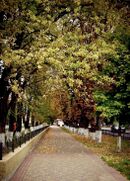 Парк ім. Т.Г.Шеченка.jpg