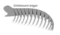 20191228 Radiodonta frontal appendage Anomalocaris briggsi.png