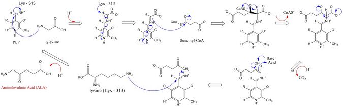 ALAS Reaction Mechanism Image.jpg