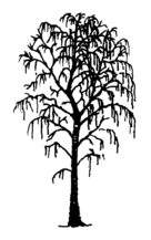Betula pendula Silhouette (oddsock).png