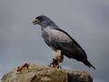 Black-chested buzzard-eagle.jpg
