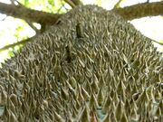 Ceiba pentandra cortex hg.jpg
