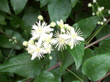 Clematis vitalba.JPG