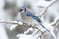 Хүхэ жай бол нэгэн зүйлэй шубуун