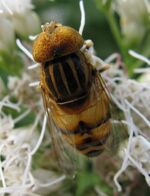 Eristalinus quinquestriatus1.jpg