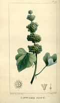 Flore médicale des Antilles, ou, Traité des plantes usuelles (Pl. 101) (8201971803).jpg