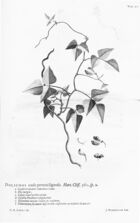 Hortus Cliffortianus (TAB. XX) BHL397136.jpg