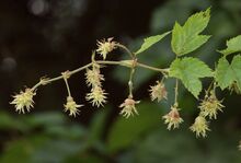Humulus lupulus 070805.jpg