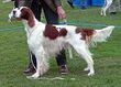 Irish Red And White Setter 2005.jpg