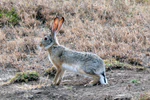 Lepus capensis.jpg