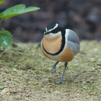 Pluvianus aegyptius 2 Luc Viatour.jpg
