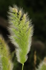 Polypogon monspeliensis (1).jpg