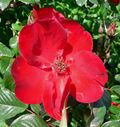 Rosa Robusta 2.jpg