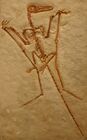 Solnhofen Rhamphorhynchus cast.jpg