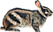 Sumatran striped rabbit illustration BeckyKidus flippedtransparent.png