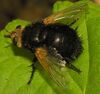 Tachina grossa.2006-08-18.jpg