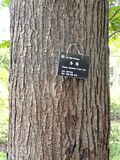 Toona sinensis - Kunming Botanical Garden - DSC02811.JPG