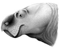 Ufudocyclops profile.png