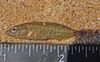Ukrainian stickleback (Pungitius platygaster).jpg